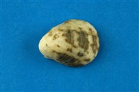 藏品(漁舟蜑螺)的圖片